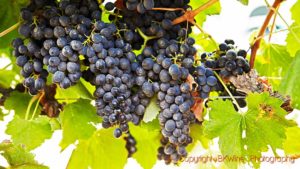 Pinotage grape bunches in Constantia, South Africa