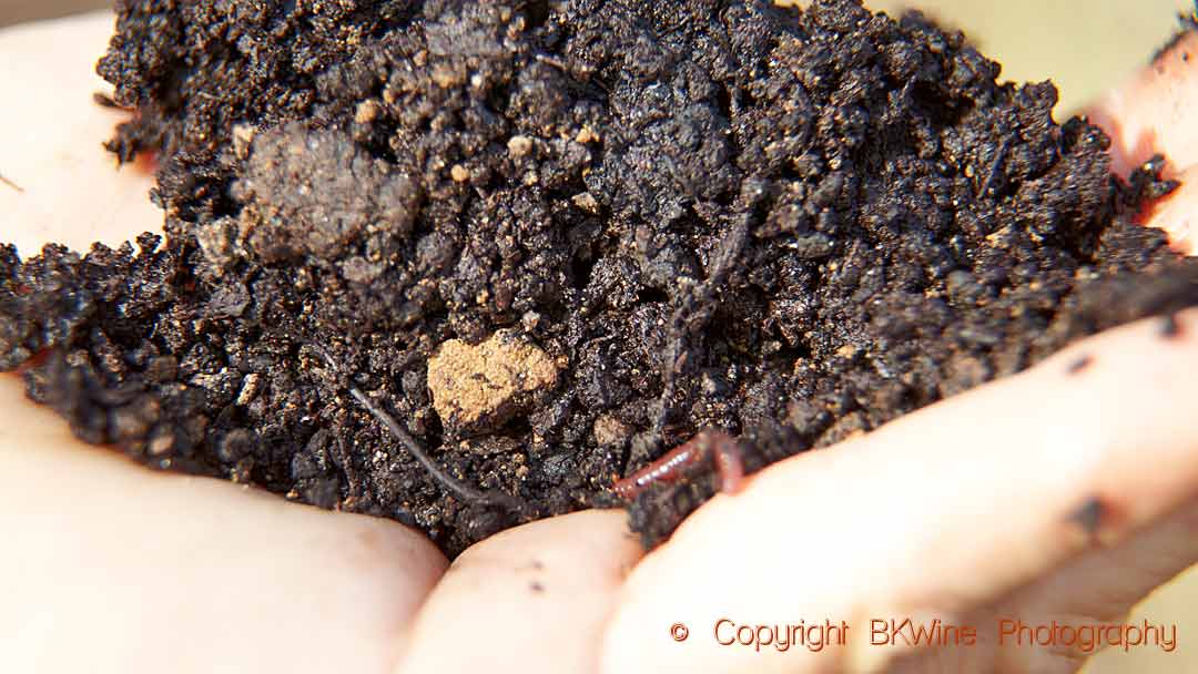 Handful of soil with plenty of microbial and bigger life, Rhone Valley