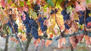 Ripe tempranillo grapes on the vine in a vineyard Bodegas Roda, Rioja, Spain