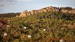 Bodegas Roda in Rioja has experimented with many different tempranillo clones in the vineyard