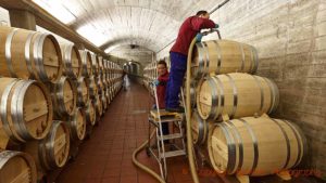 Topping up oak barrels in the cellar of Bodegas Muga in Haro, Rioja, Spain