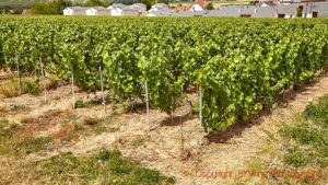 A vineyard where chemical herbicides are used, in Champagne