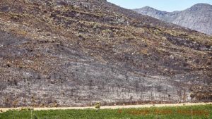 Wildfire damage close to a vineyard in Franschhoek, South Africa