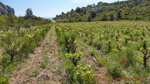 A vineyard where ploughing has just been done to remove weed, La Clape, Languedoc