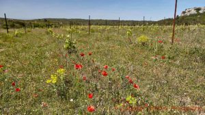 A vineyard with plenty of weed and flowers in spring, La Clape, Languedoc