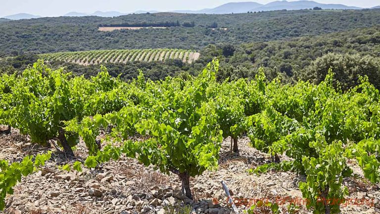 A vineyard where air circulates freely in the canopy, easy to do in hot and dry Faugeres, Languedoc