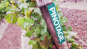 Pinotage grape bunches in Constantia, South Africa