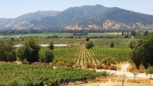 Vineyards of Hacienda Araucano in Lolol, Chile, a biodynamic winery owned by François Lurton