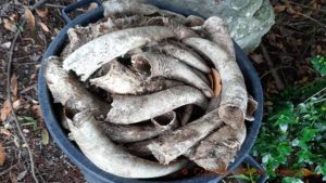 Cow horns used for biodynamic preparation 500 and 501 just emptied, at Chateau La Grave, Vignoble Paul Barre, Fronsac, Bordeaux