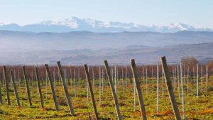 Vineyard in Limoux, Languedoc, with a view over the Pyrenees