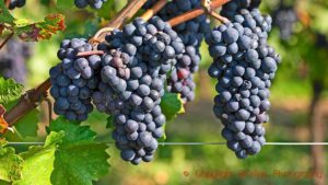 Pinot noir bunches on the vine just before harvest in Alsace