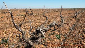 Vineyards with sandy soil and old vines in Castilla y Leon in Spain, prieto picudo variety