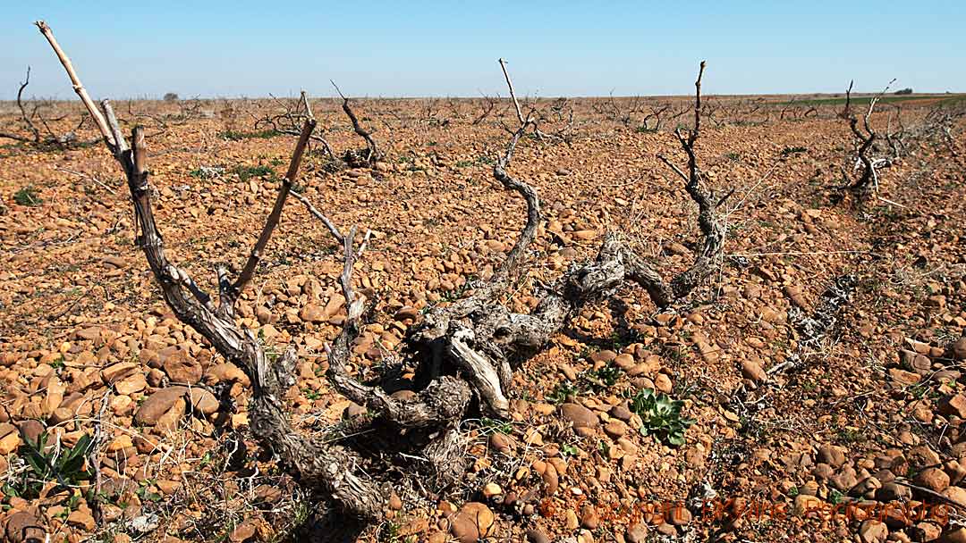 Vineyards with sandy soil and old vines in Castille y Leon in Spain, prieto picudo variety