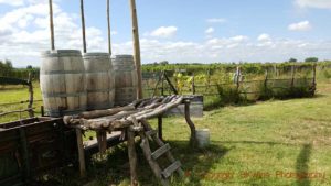 Biodynamic dynamiser, home-made manual using barrels at Alpamanta, Mendoza