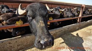 Buffalo cattle in Campania for mozzarella production