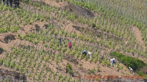 Steep slopes vineyards with vineyard workers in Condrieu, Rhone Valley