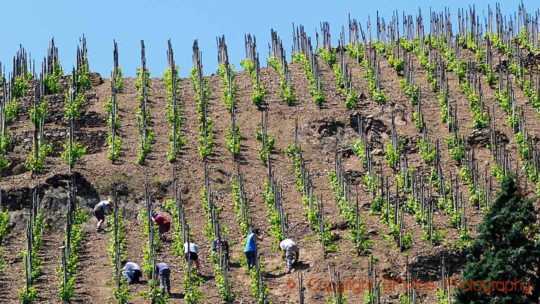 Steep slopes vineyards with vineyard workers in Condrieu, Rhone Valley