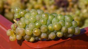 A bunch of chenin blanc grapes in Anjou, Loire Valley