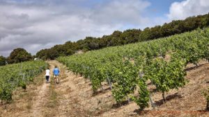 Taking a walk in the vineyard in Vallee de l'Agly, Roussillon