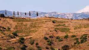 Terraced vineyards on the mountains in Priorat, Catalonia, Spain