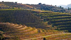 Terraced vineyards on the hillside in Priorat, Catalonia, Spain