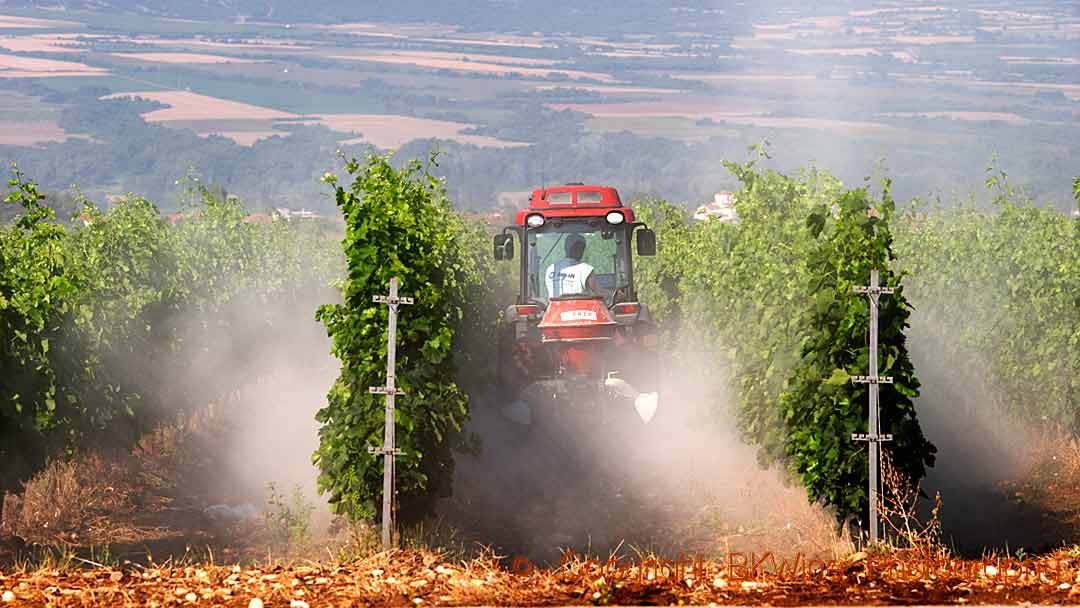 Spraying a vineyard with sulphur