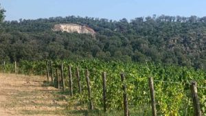 Vineyards at the Dievole site in Bolgheri and a glimpse of the quarry