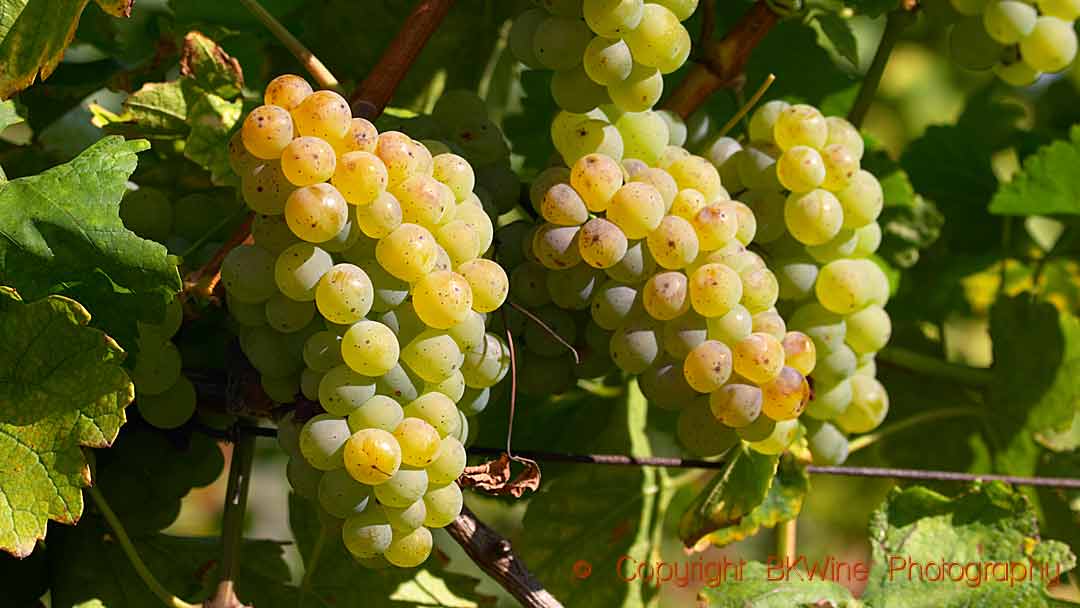 Riesling grapes in a vineyard in Alsace