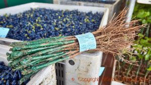 Vines grafted and ready to be shipped to the winery