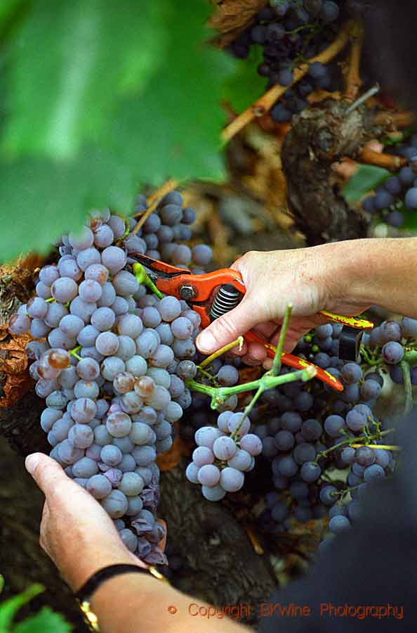 Britt harvesting a bunch of grenache grapes in Roussillon, France