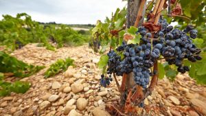 Grenache grapes in a vineyard in the Rhone Valley in France