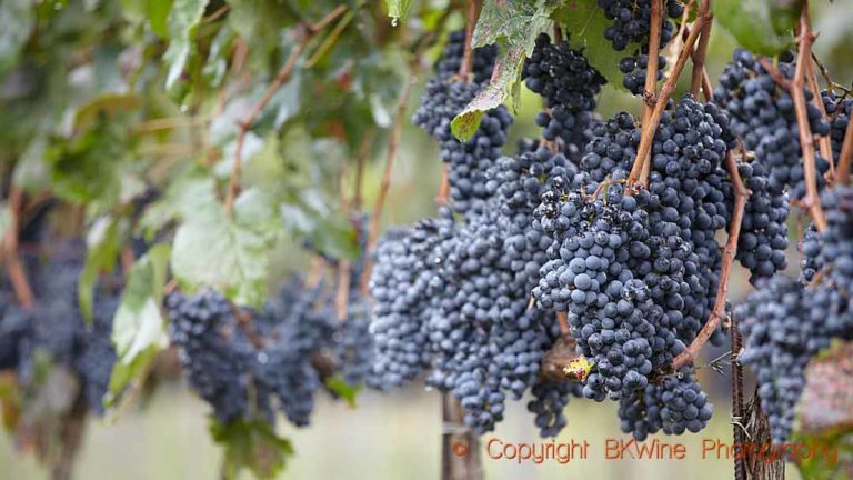 Grenache grapes in a vineyard in Umbria, Italy