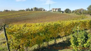 Timorasso vineyards at La Colombera in Colli Tortonesi, Piedmont, Italy