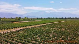 Aerial view of the landscape in the Uco Valley, with vineyards and the Andes, Mendoza, Argentina