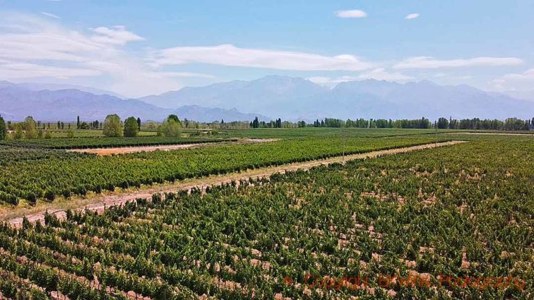 Aerial view of the landscape in the Uco Valley, with vineyards and the Andes, Mendoza, Argentina