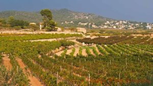 Vineyard landscape in Penedes in Catalonia, Spain
