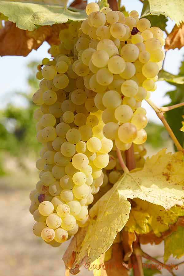 Coda di volpe grapes in Campania, not to be mistaken for caprettone