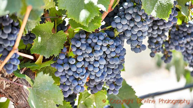 Malbec vines in a vineyards in Mendoza