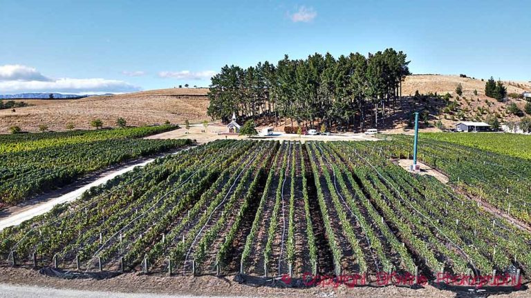 The Clos Henri vineyard with sauvignon blanc grapes in Marlborough, New Zealand