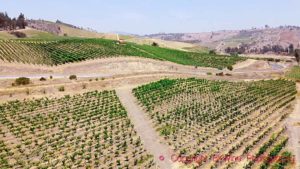 The Casa Marin vineyards in cool-climate San Antonio, Chile