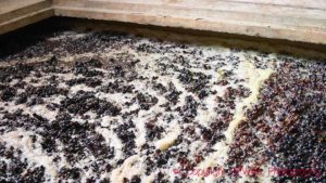 Pinot noir grapes fermenting in an open-top tank in Burgundy