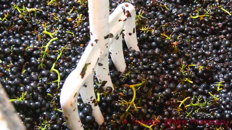 Gamay grapes in a fermentation tank in Beaujolais starting to ferment