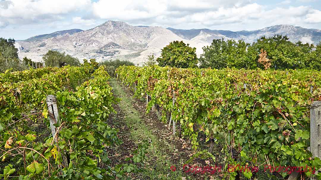Landscape with vineyards on Mount Etna, Sicily, Italy