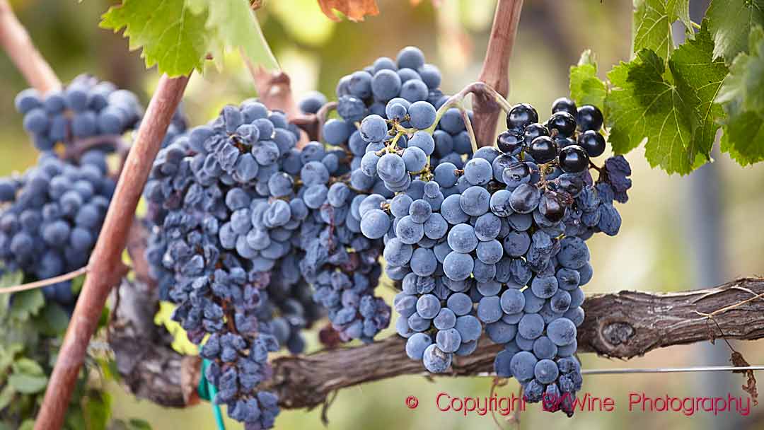 Nerello mascalese grapes on Mount Etna, Sicily, Italy