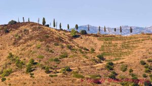 Hilly vineyard landscape in Priorat (Priorato) near Gratallops, Catalonia, Spain