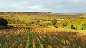 Vineyards in the Vallee de la Marne Valley in Champagne