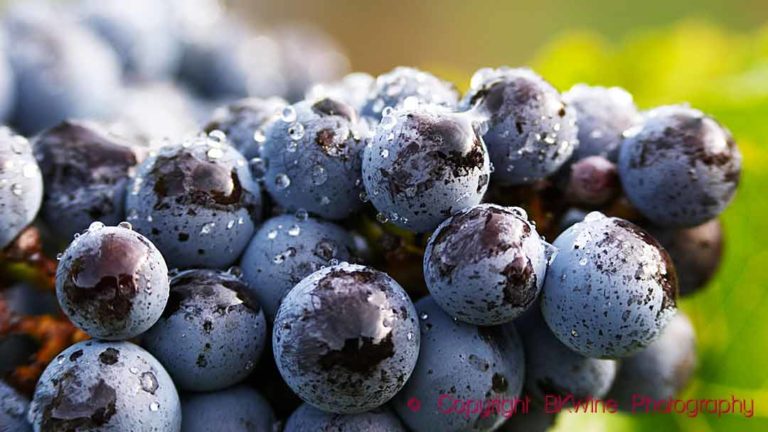 Cabernet franc grapes on the vine in a vineyard in Medoc, Bordeaux