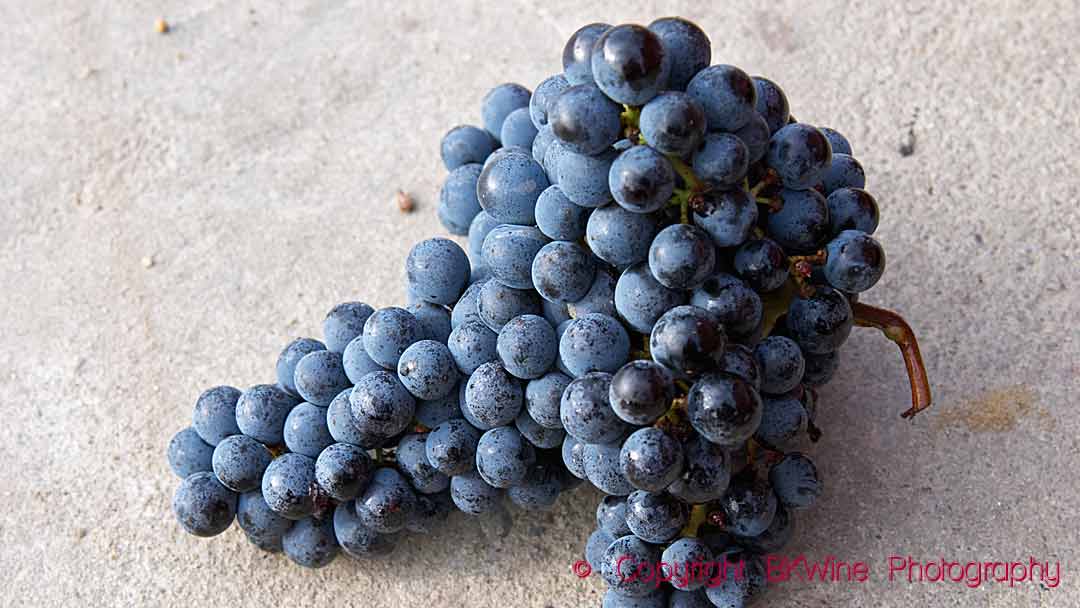 Cabernet franc grapes, just harvested, Bordeaux