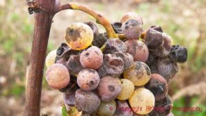 A grape bunch, semillon, partially attacked by noble rot (botrytis), Sauternes, Bordeaux