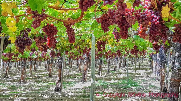 An un-specified criolla grape variety in a vineyard in Chile, descendant from listan prieto